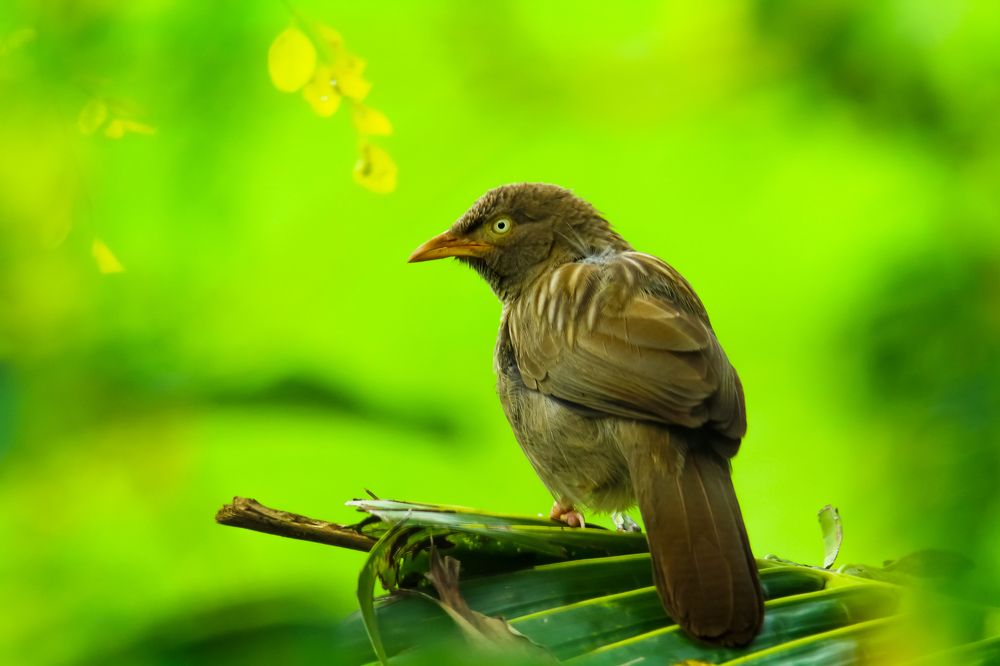 Photograph by SREENATH NARAYAN