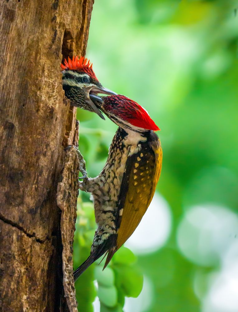 Photograph by Arnab Mondal