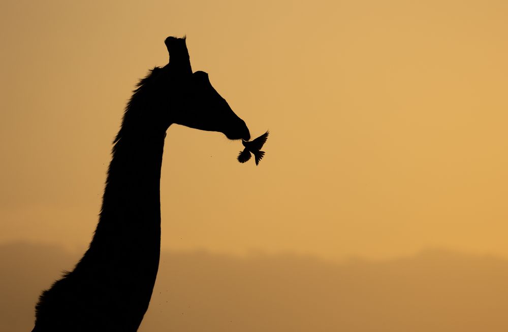 Photograph by Raquel Barao