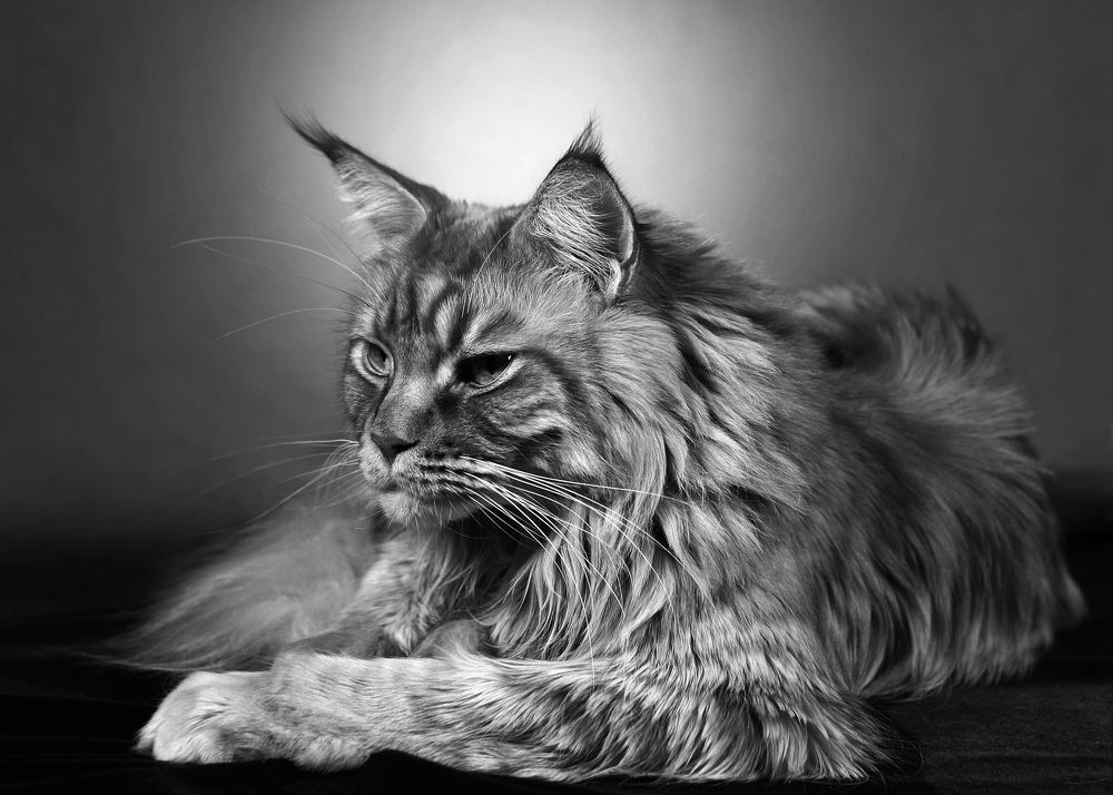 Фотография автора Владимир Борисов