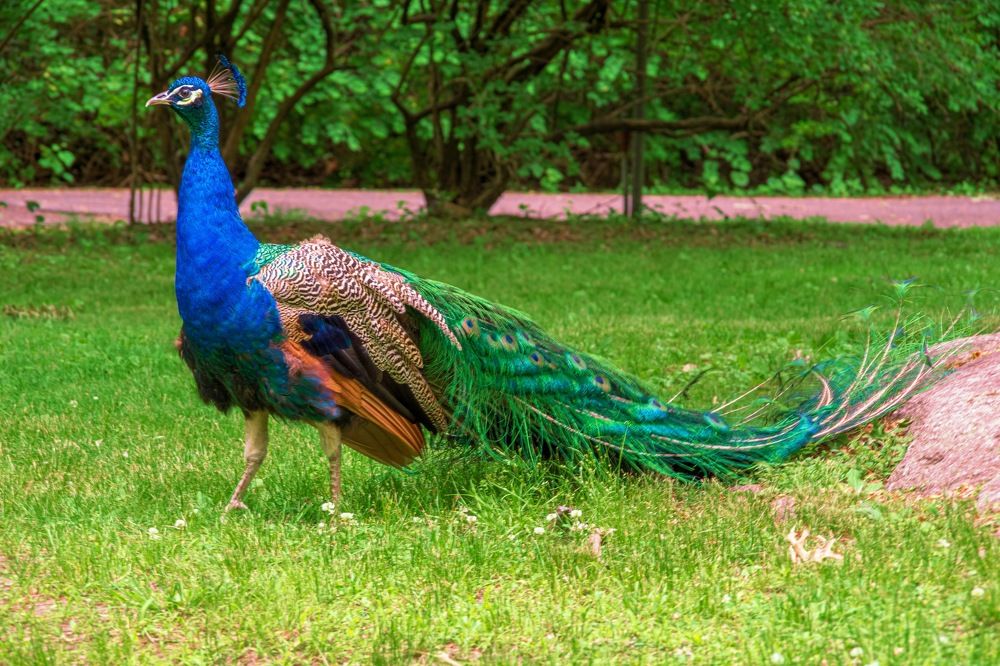 Фотография автора eric fonseca