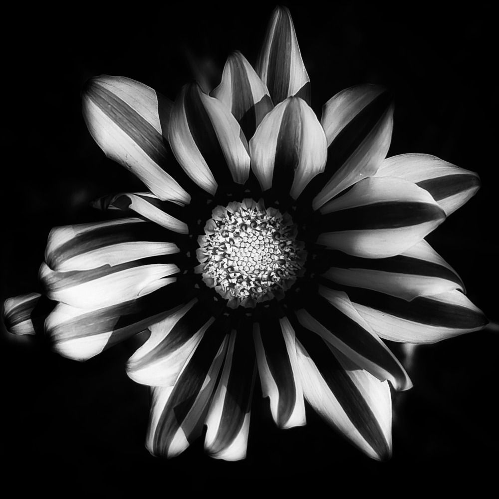 Photograph by Lionel