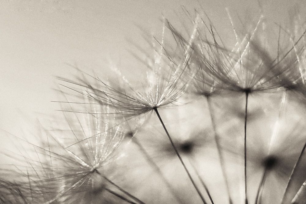 Photograph by Lionel