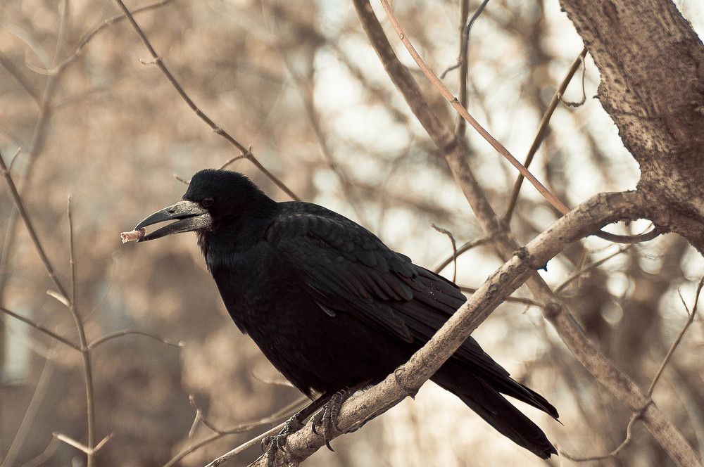 Photograph by Татьяна Зубехина