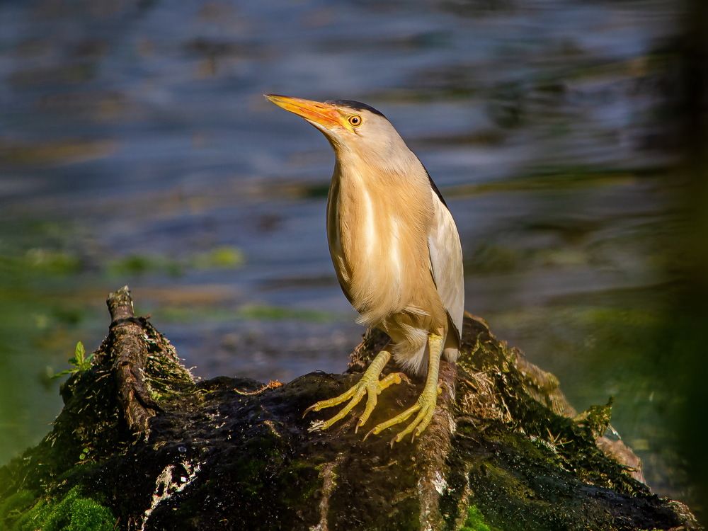 Photograph by Оксана Маховская