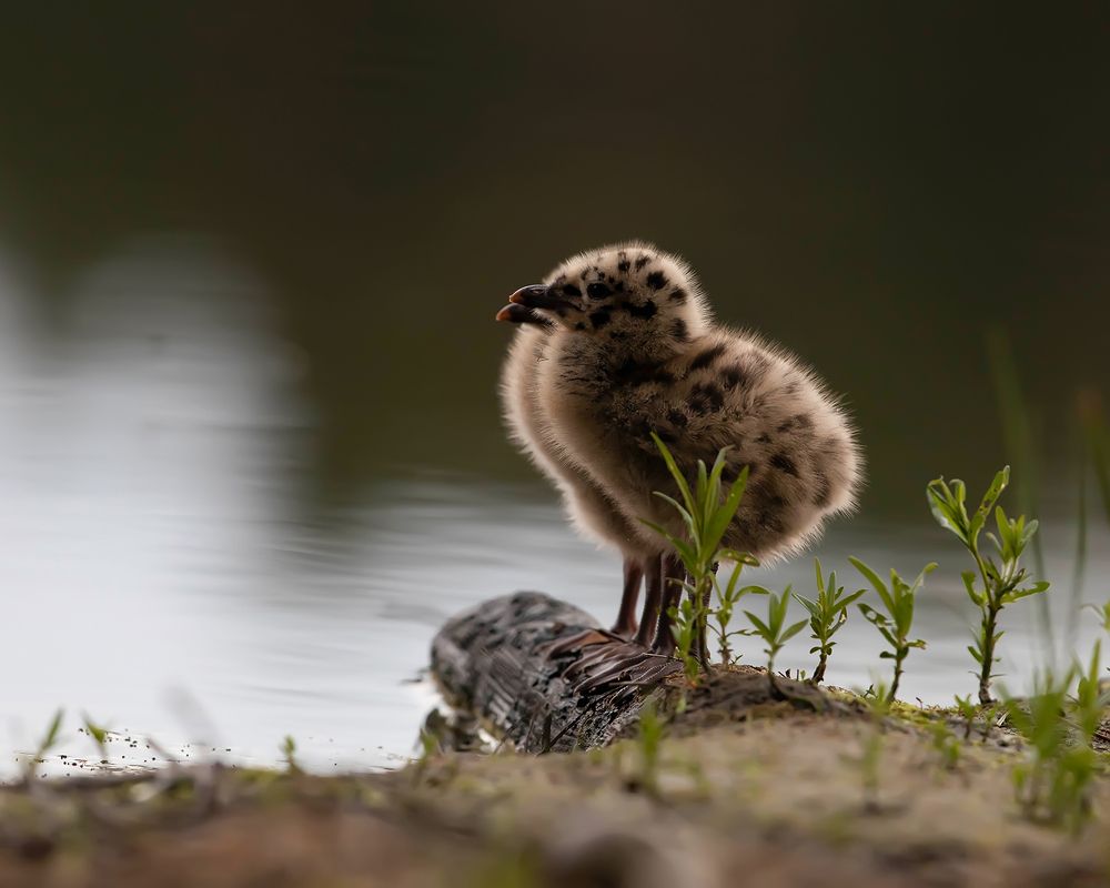 Фотография автора Helena