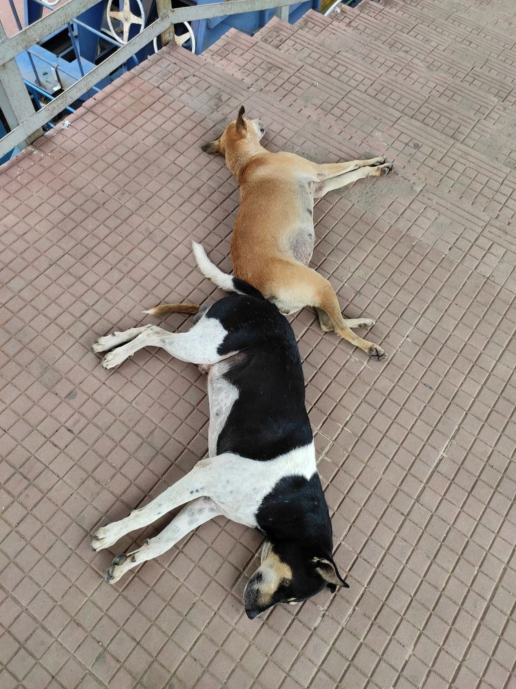 Photograph by Srikanta sen