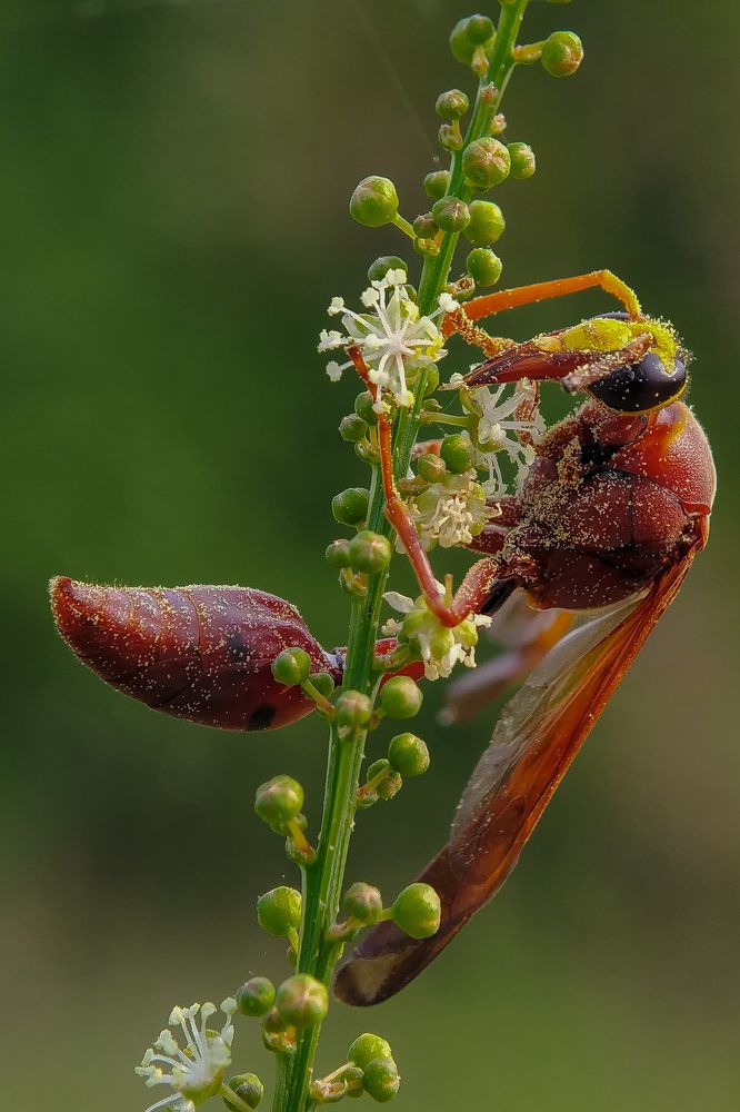 Photograph by Srikanta sen