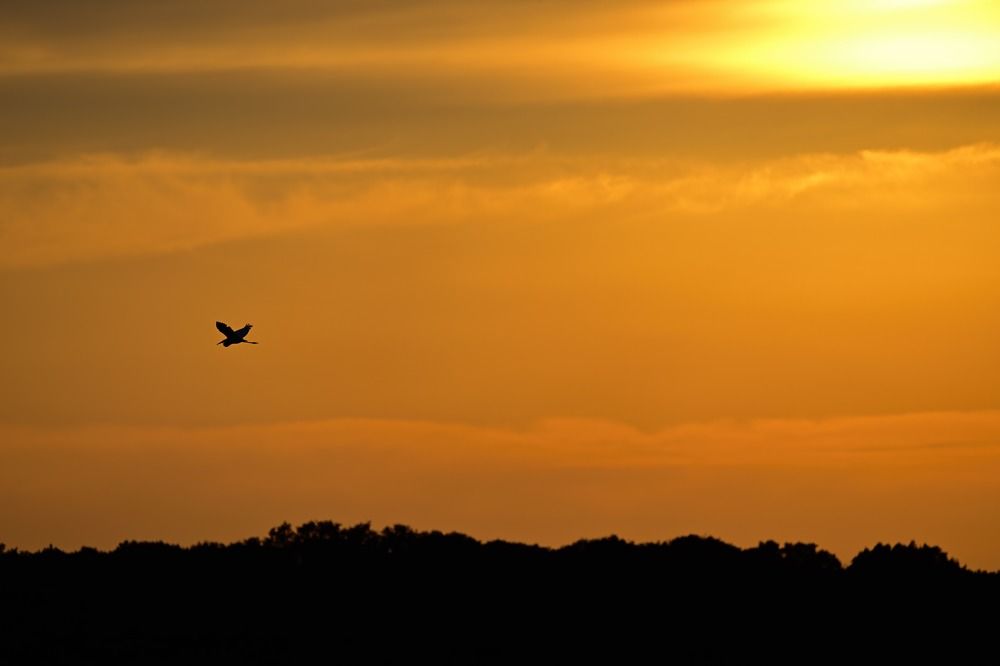 Photograph by Morring David