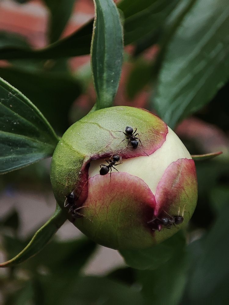 Photograph by DARIA DEMINA