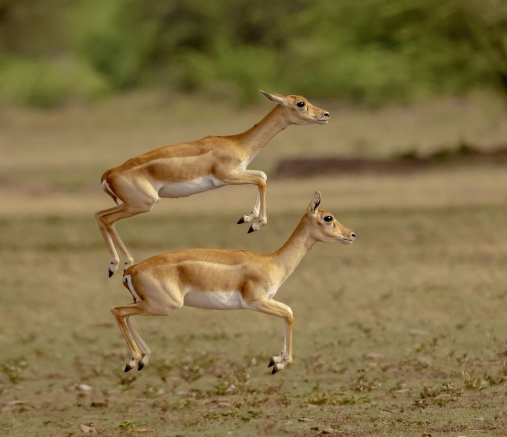 Jumping Bucks