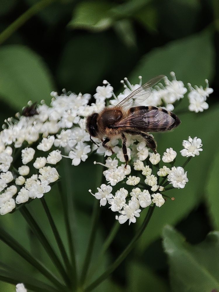 Photograph by DARIA DEMINA