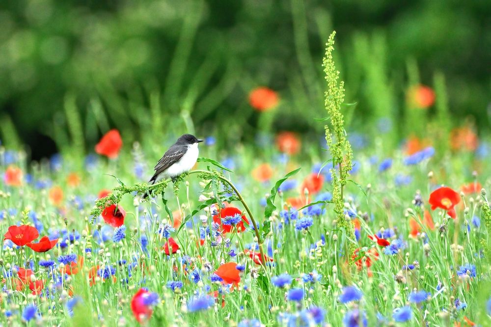 Photograph by Morring David