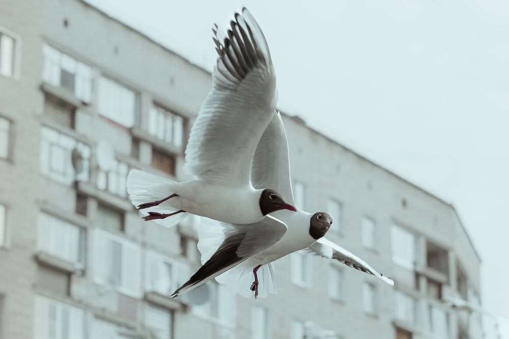 Photograph by Ирина Кооль