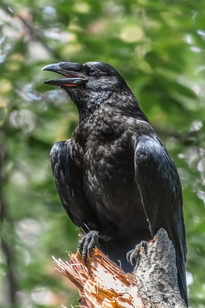 Photograph by Николай Диордиев