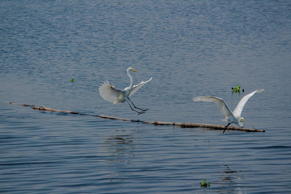 White Heron Dance