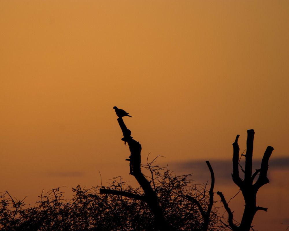 Photograph by Chandra Shekhar Prasad