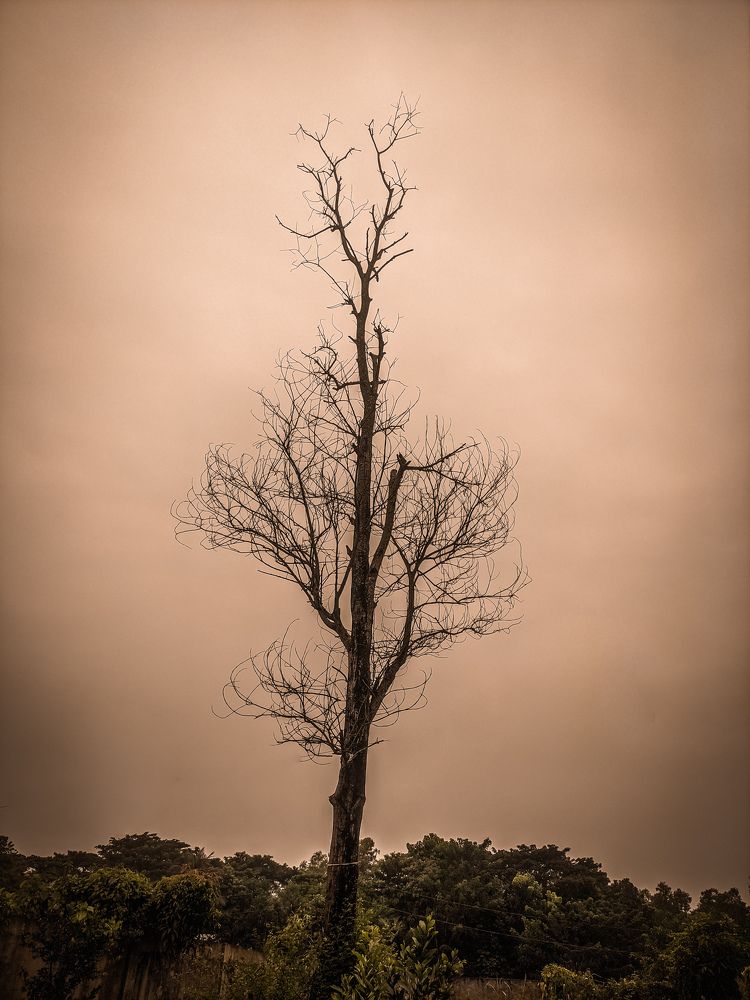 Photograph by Md. Irtiza