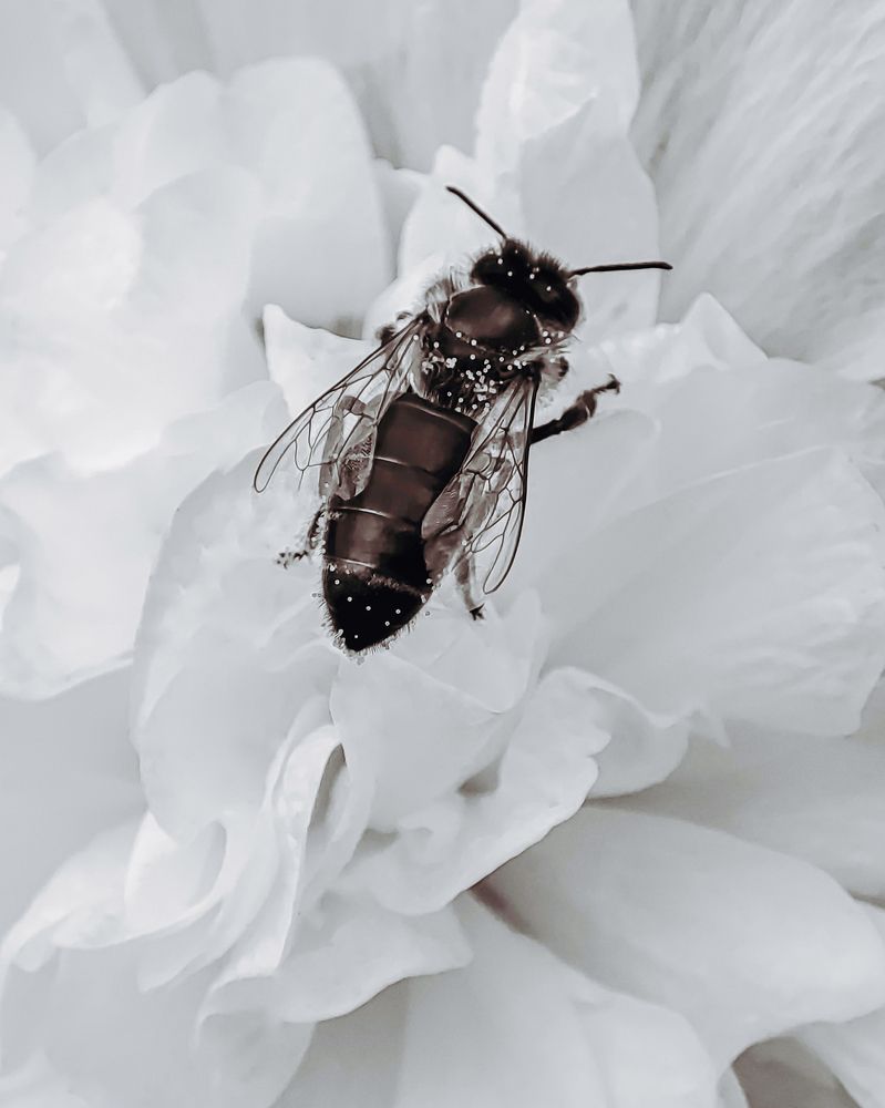 Photograph by Алеся Писнова