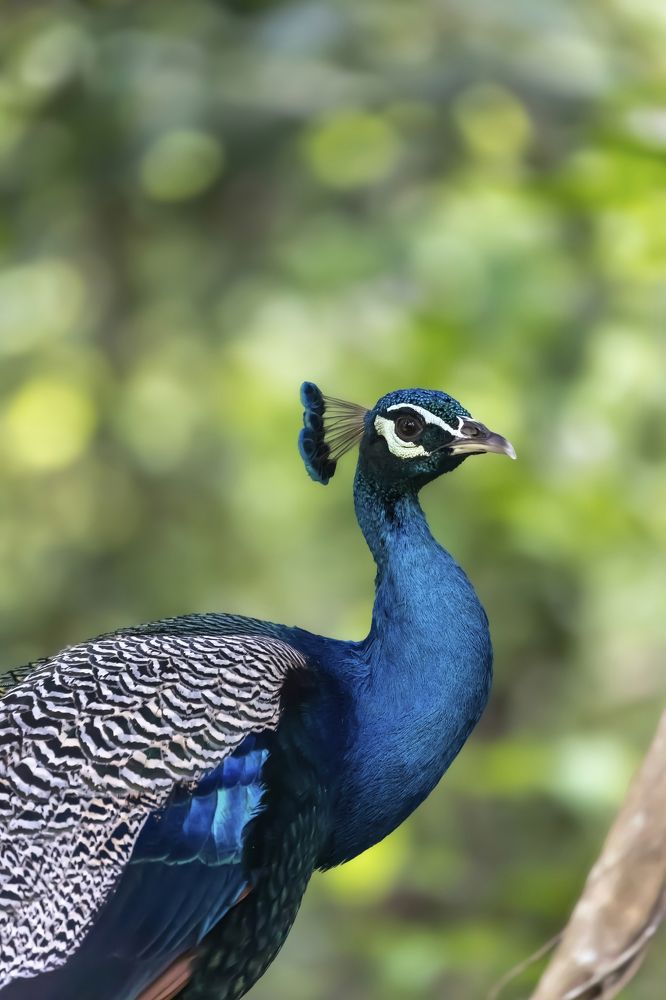 Photograph by Sekhar Kiran Krishanan