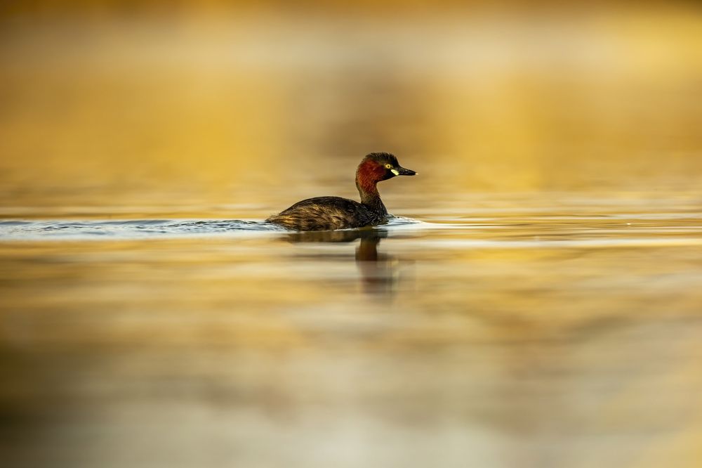 Photograph by Sekhar Kiran Krishanan