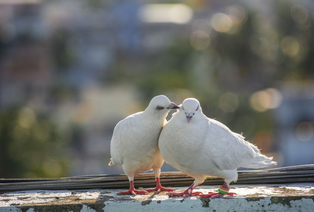 Photograph by Dipanjan Chakraborty