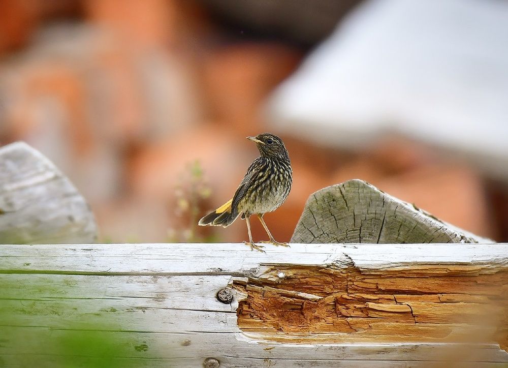 Photograph by Елена