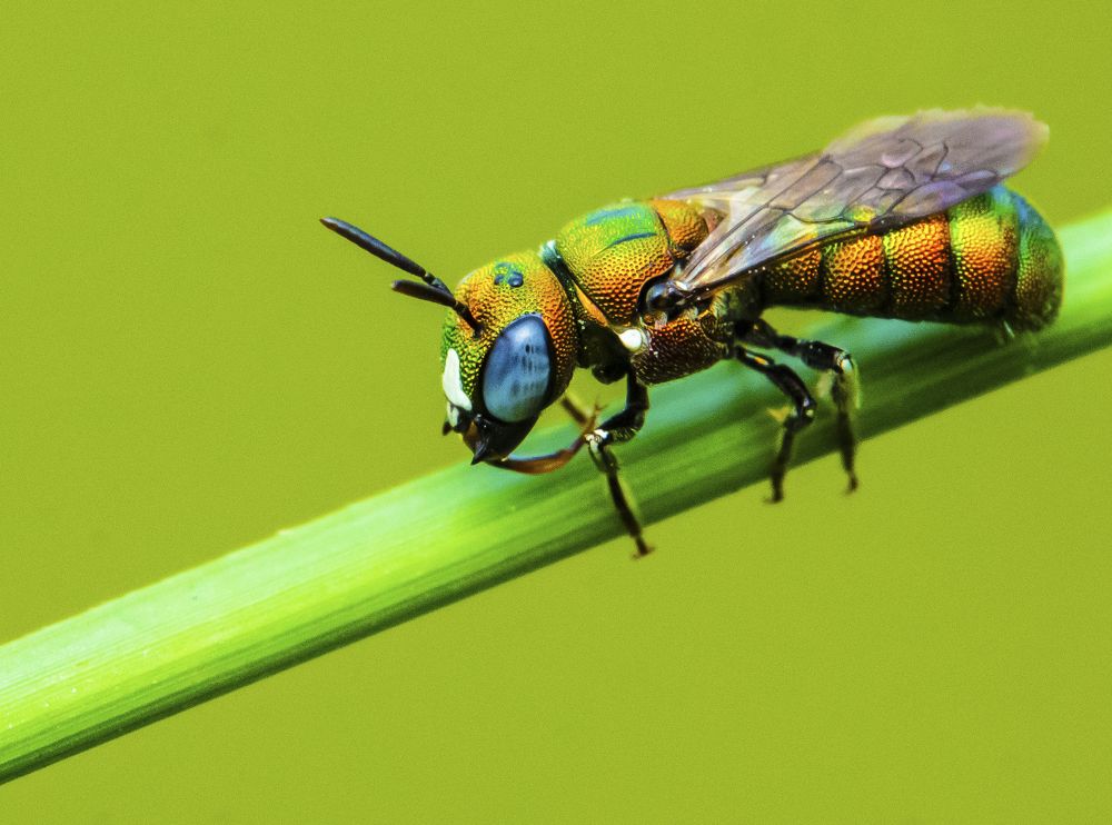 Photograph by Kushal Sharma