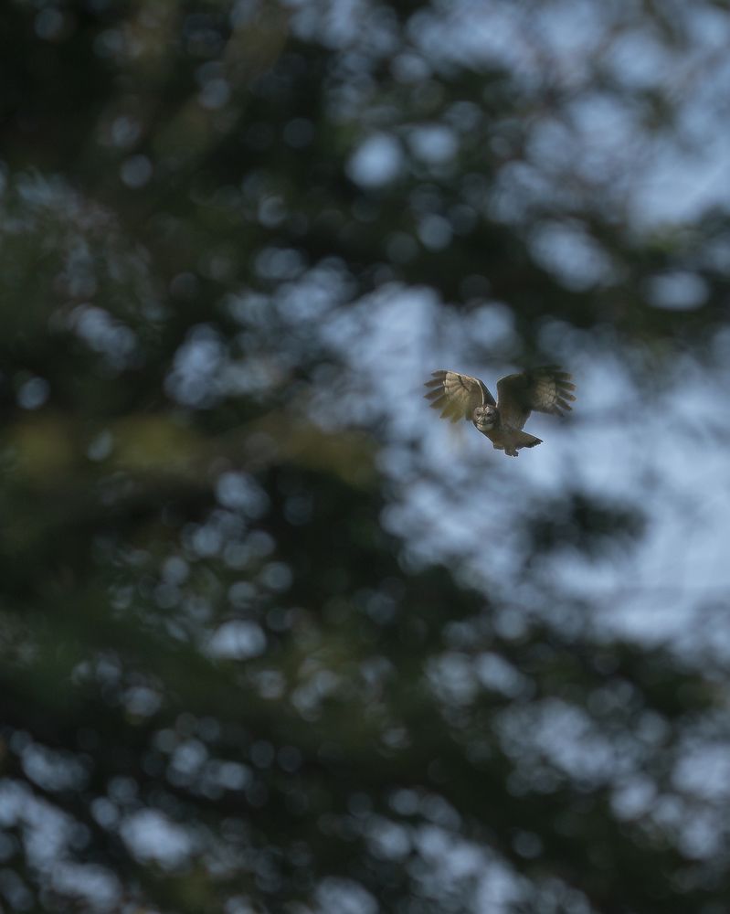 MOTTLED WOOD OWL IN FLIGHT !!