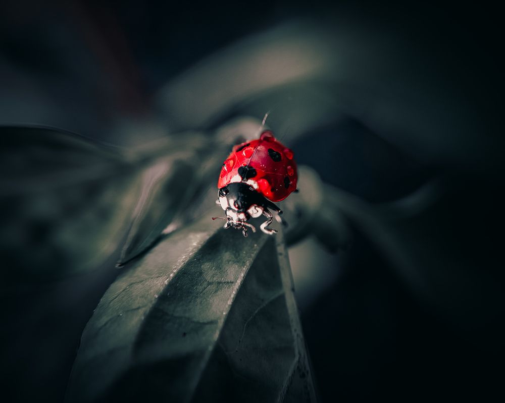 Photograph by Денис Шамров