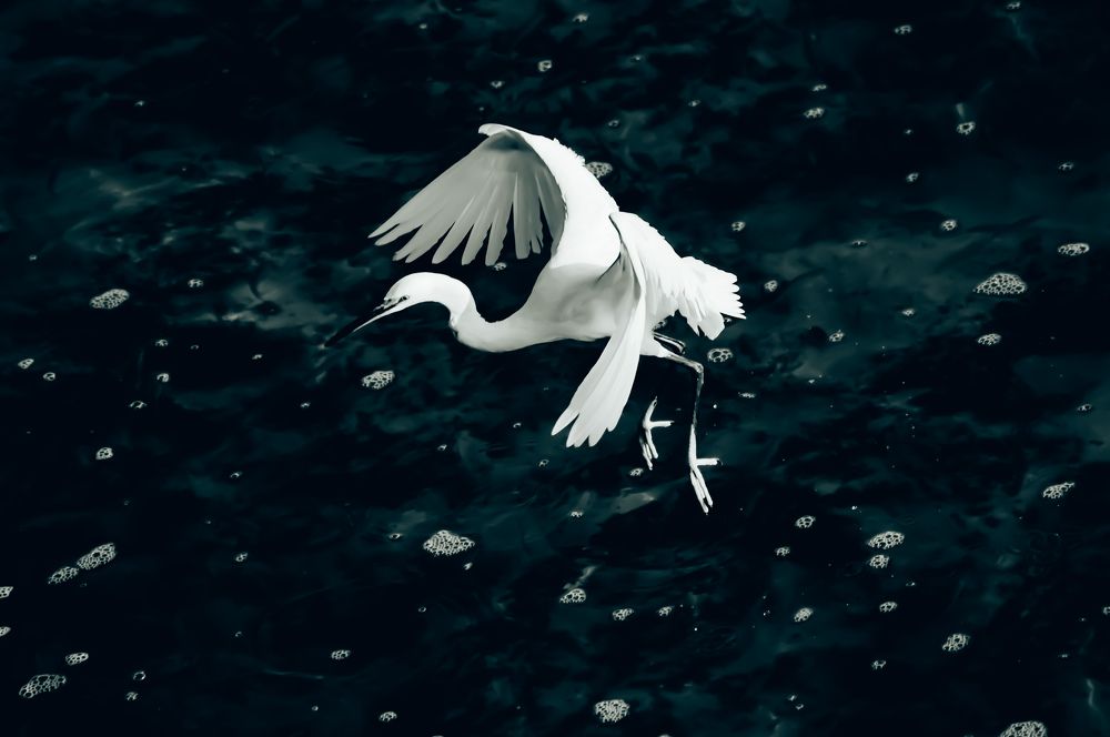 White heron
