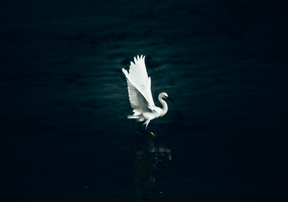 White heron