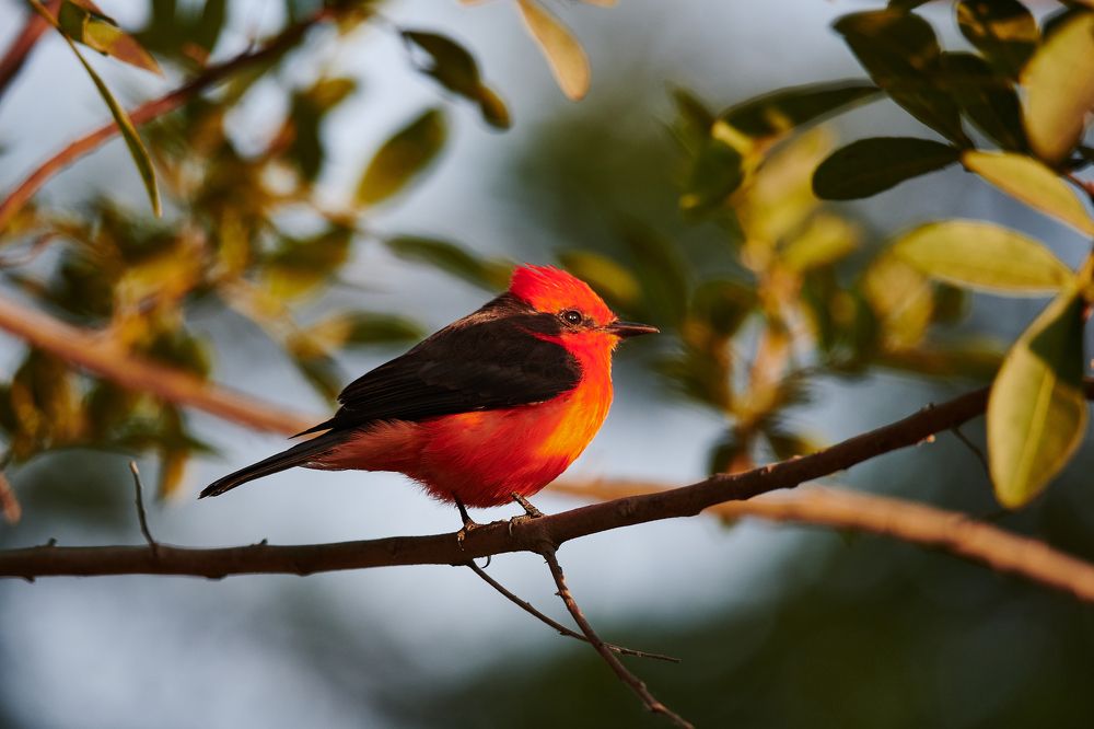 Фотография автора Mino Swayne