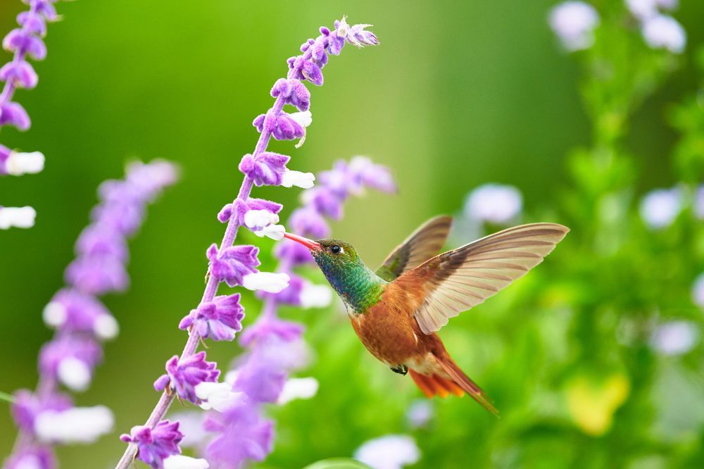 Фотография автора Mino Swayne