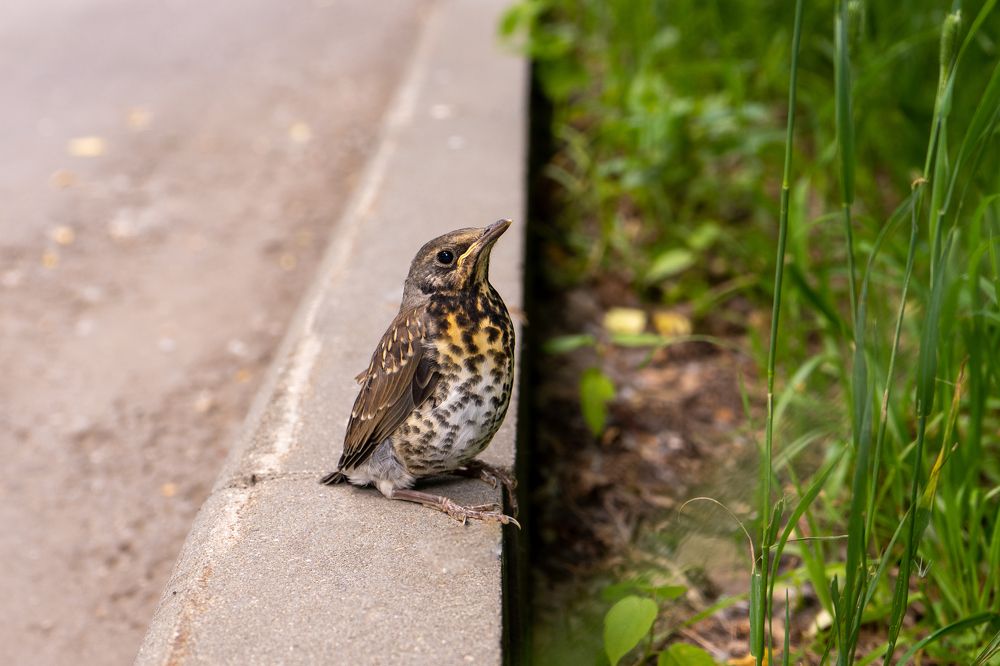 Photograph by Елена Копейкина