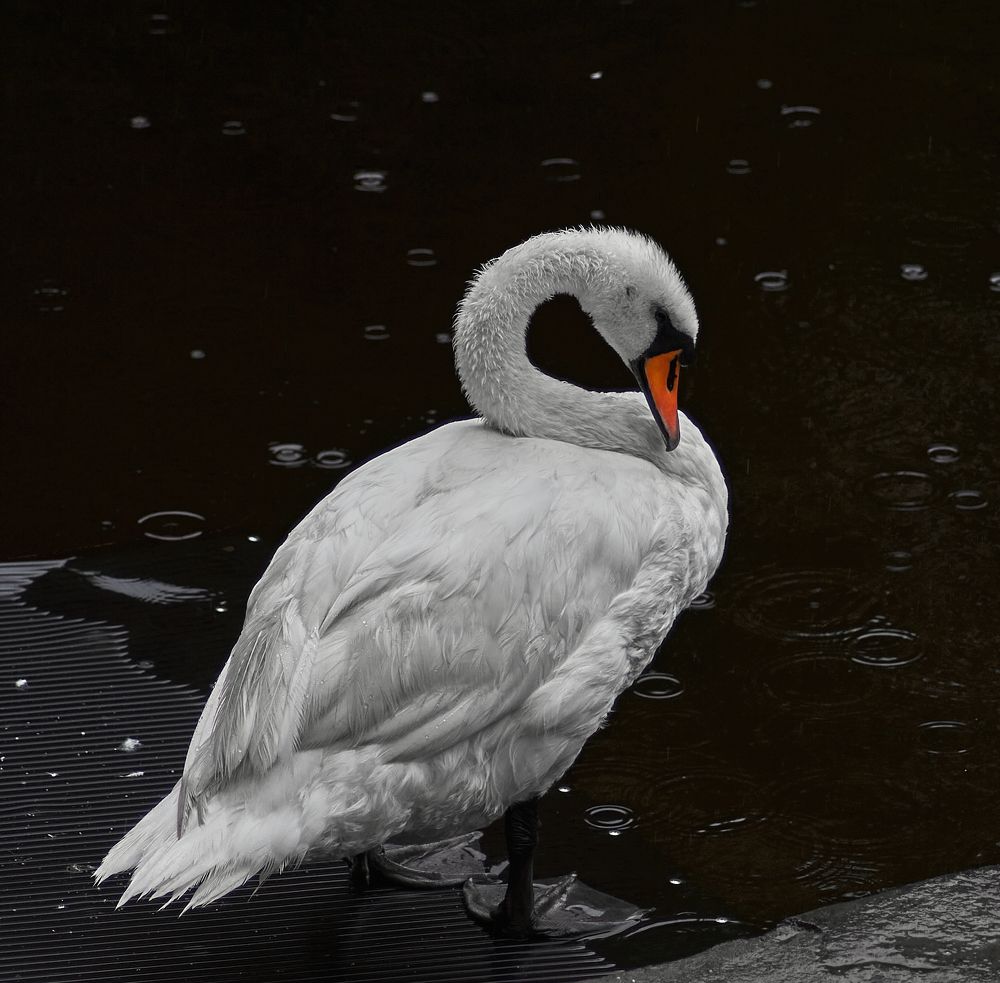 Фотография автора Александра Янчуковская