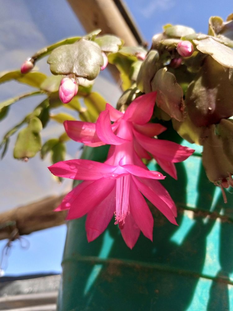 Photograph by Juan David Cabrera Betancourth