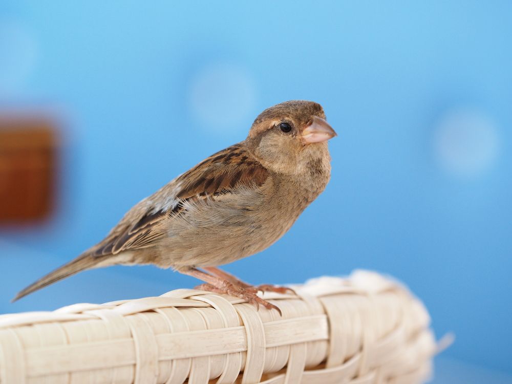 Photograph by Anna Zelinskaya