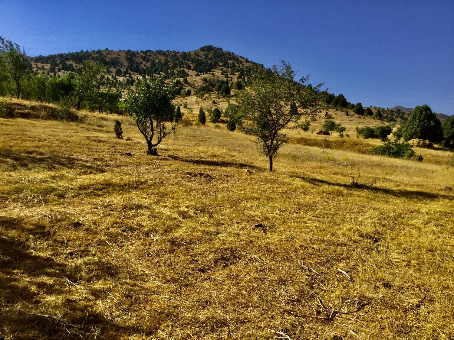 Photo #7713586