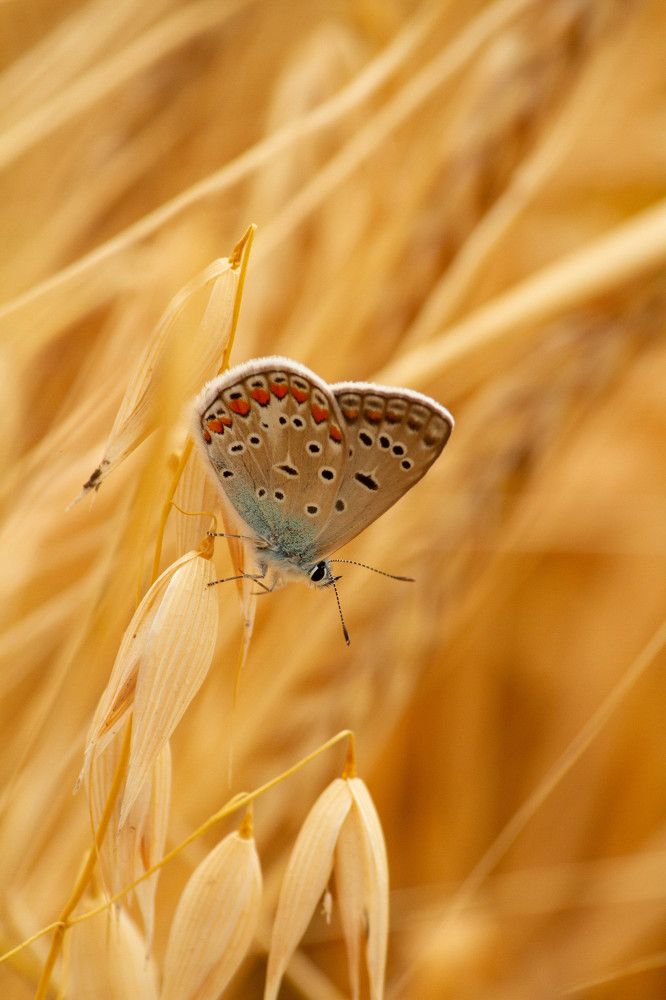 Фотография автора Алексей Тимофеев