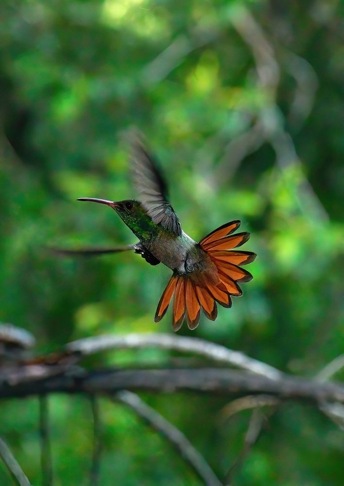 Photograph by Morring David