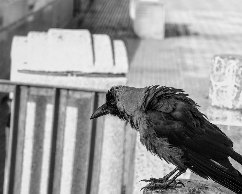 Photograph by ahmed Hassan