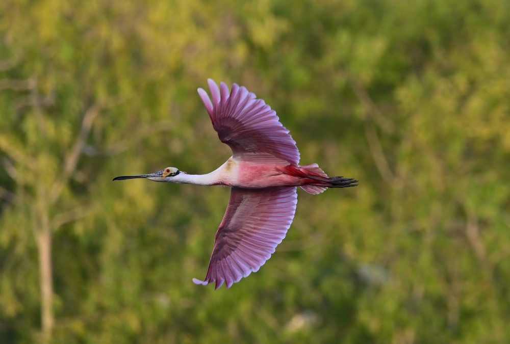 Photograph by Morring David