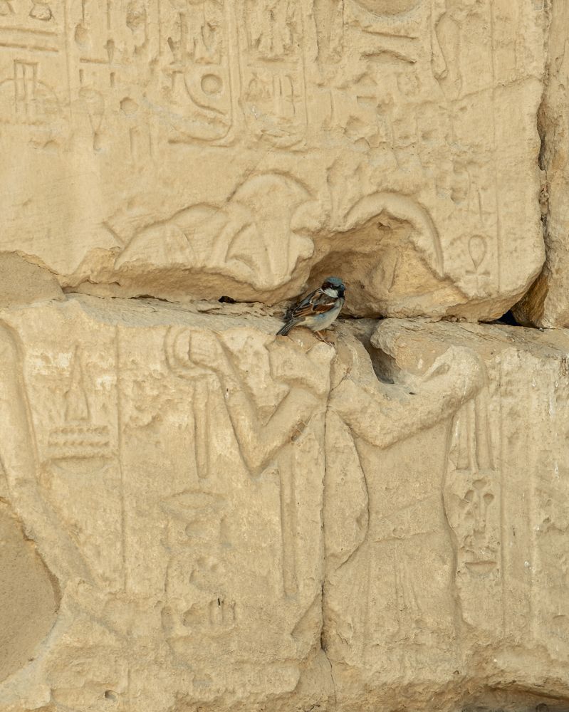 Photograph by ahmed Hassan