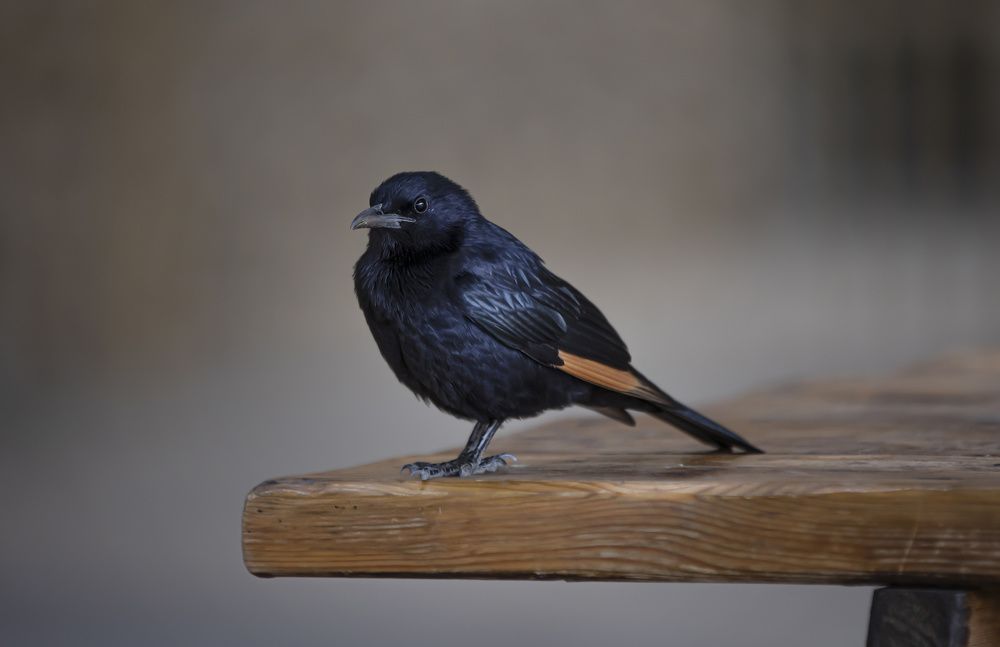 Photograph by Валентина Булкина