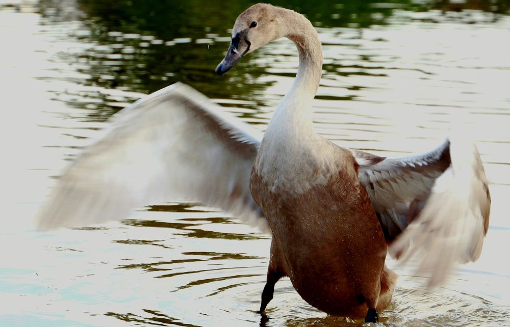 Photograph by Iren Kuzlo