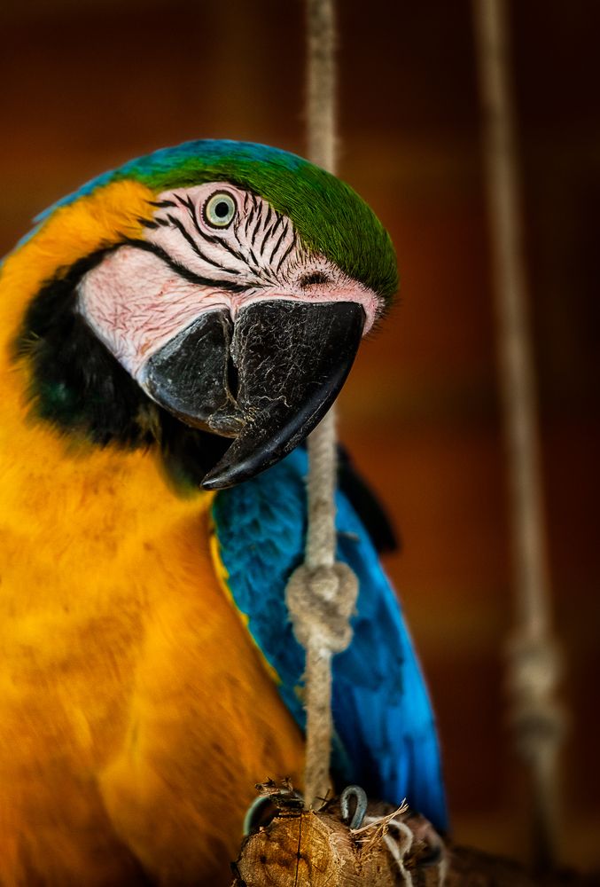 Photograph by Angelo Chernicharo