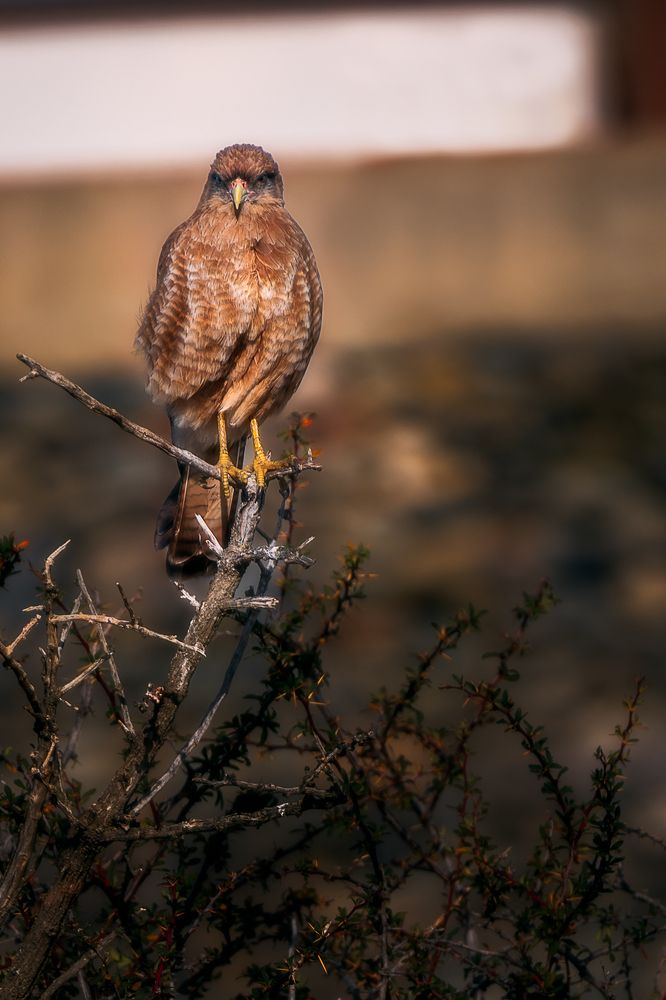 Photograph by Angelo Chernicharo