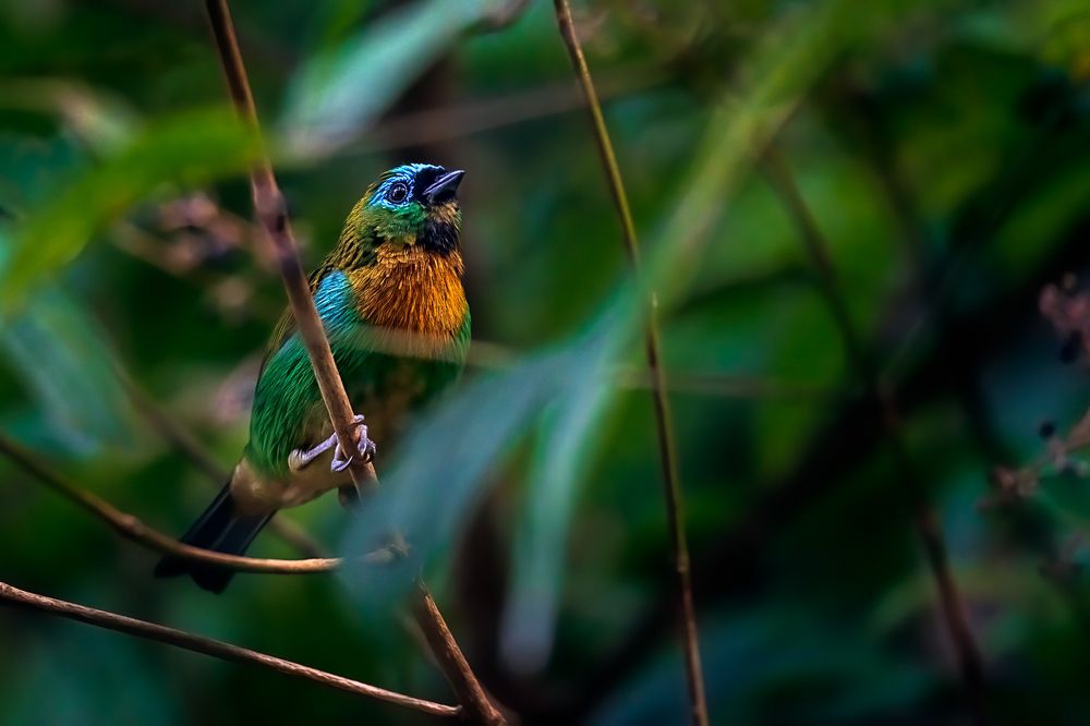 Photograph by Angelo Chernicharo