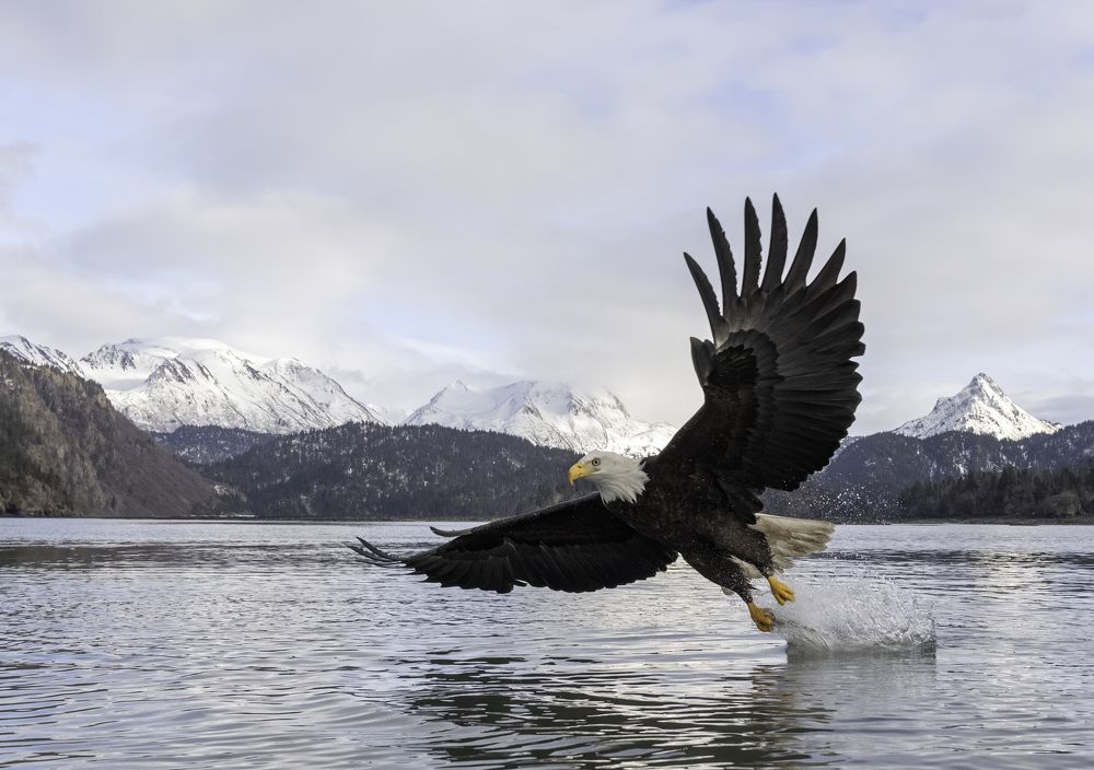 Bald Eagle fishing in Alaska